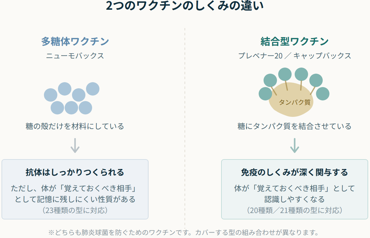 多糖体ワクチンと結合型ワクチンのしくみの違いを示した図